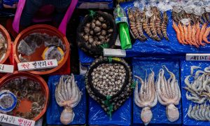 Fish, octopus and shellfish on a market stall.