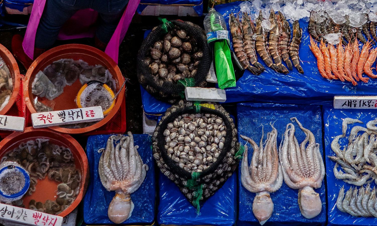 Fish, octopus and shellfish on a market stall.