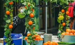 Market stall with oranges on green vines offering fresh oranges.