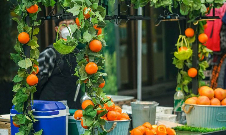 Market stall with oranges on green vines offering fresh oranges.
